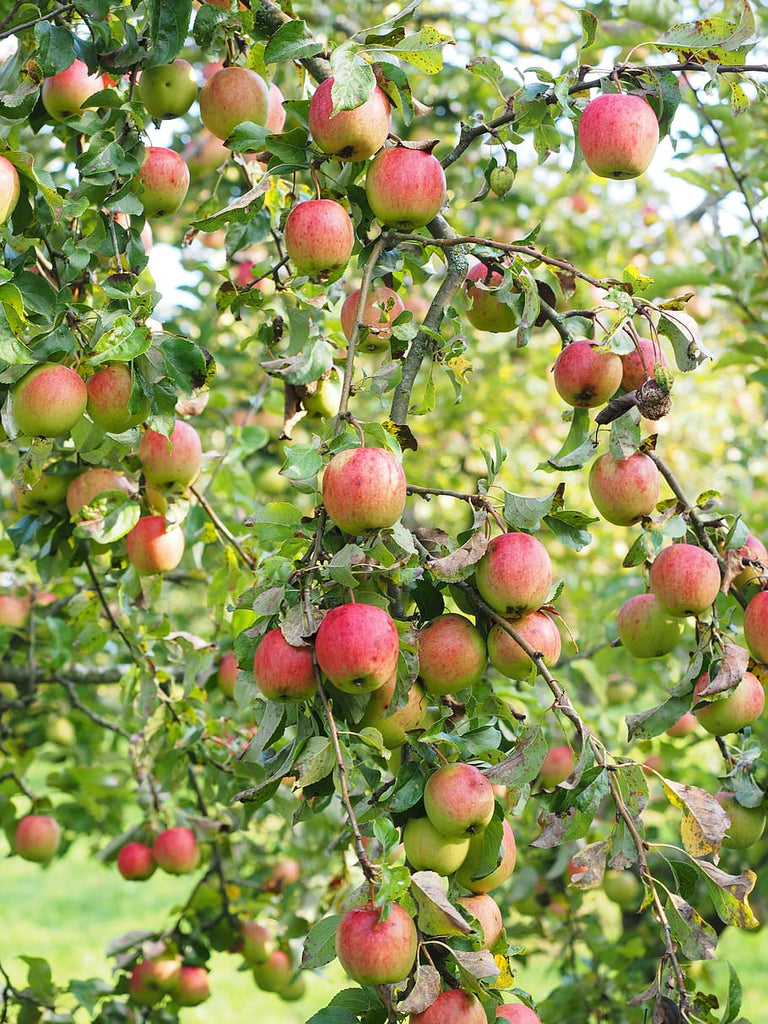 Raw Apple Blossom Honey - 1kg